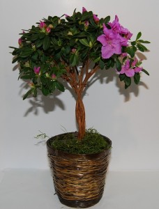 azaleas plants