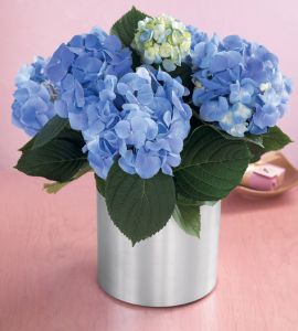 Hydrangea Plant