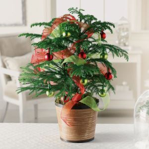 Norfolk Pine